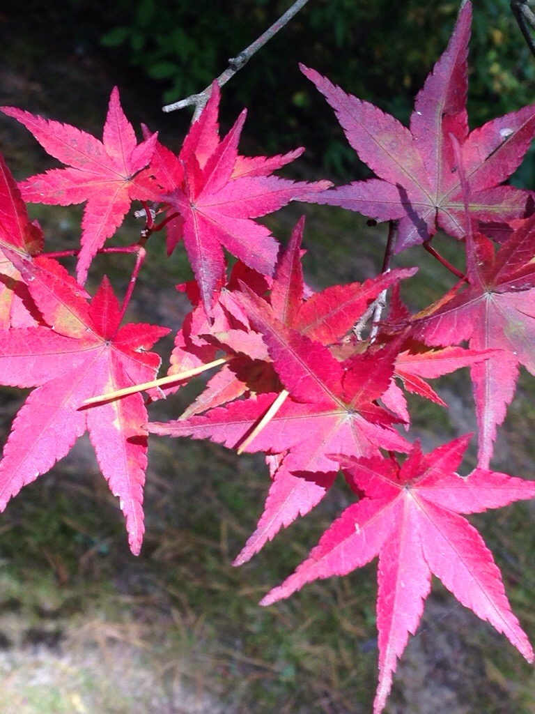 日々ゴト | 東京 レネット