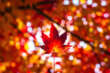 10月のご予約を開始いたしました